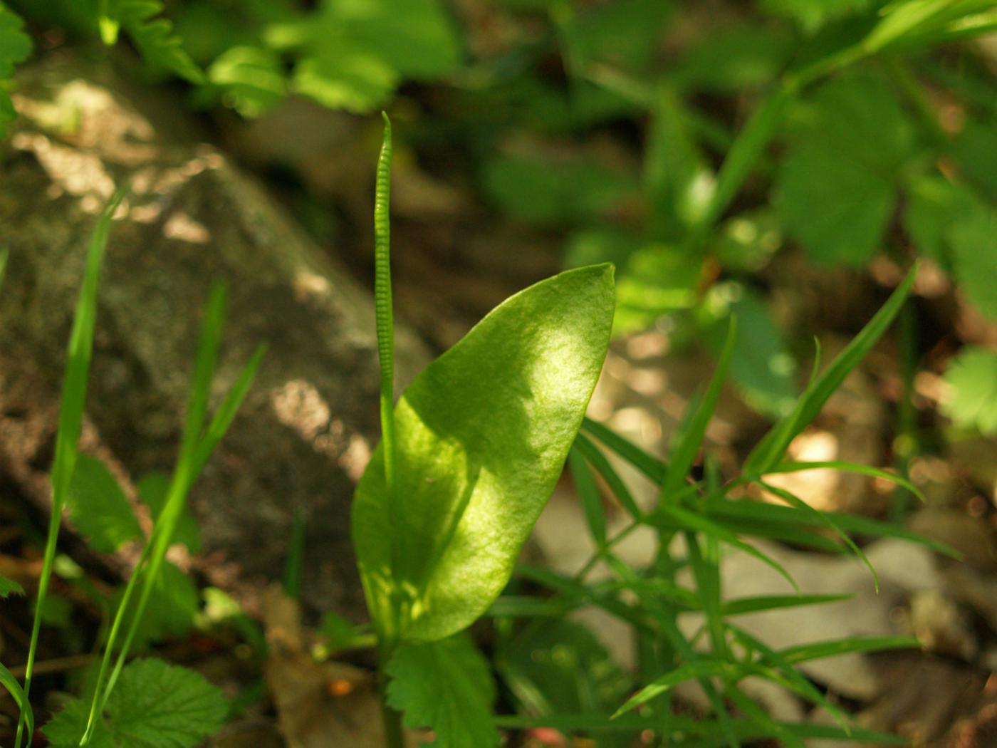 Adderstongue, Common plant
